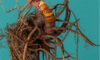 Supplements for Menopause: Natural Aid for Your Wellbeing