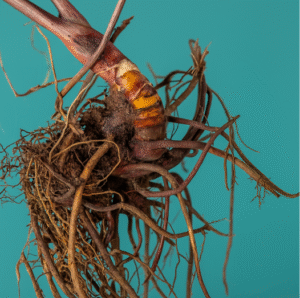Supplements for Menopause: Natural Aid for Your Wellbeing