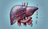 Advanced Liver Blood Test Analysis in Tewkesbury