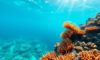 Snorkelling the Belize Barrier Reef: Top Locations and Marine Life