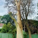 Spotted Gum Tree Hit by Lightning in Adamstown Heights