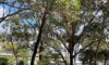 Arborists in Newcastle: Common Trees They Remove and Reasons