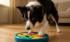 Border Collie Mental Stimulation Tips for an Active Mind