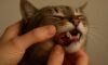 Teeth Brushing Kits: Essential Tips for Cat Oral Care