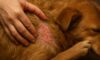 Flea Control for Pets: Key Autumn Prevention Tips
