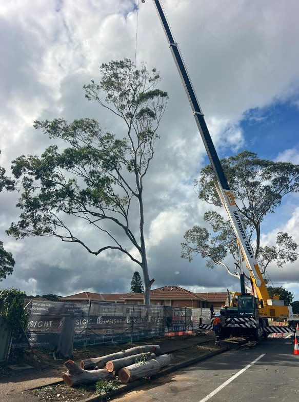 Crane-assisted tree extraction