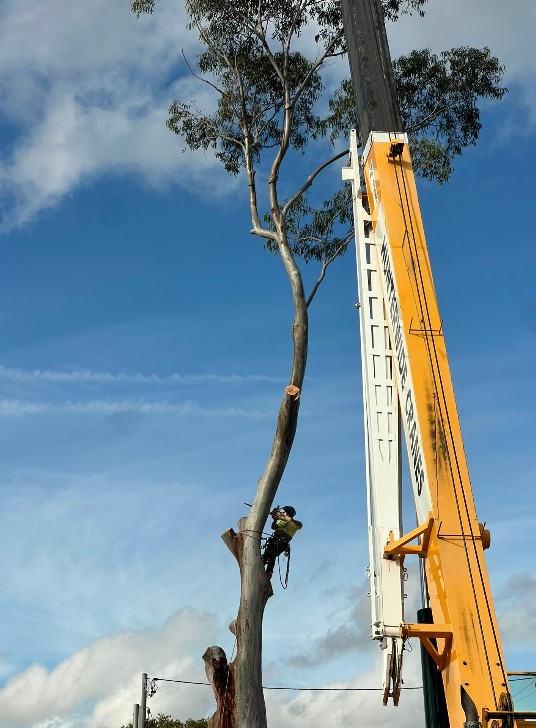 Progress of the tree removal