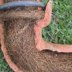 Tree Roots in Drains: Solving Sutherland Shire’s Problem