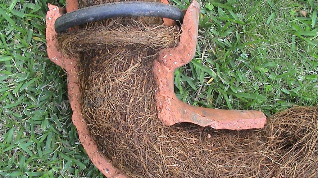 Tree Roots in Drains: Solving Sutherland Shire’s Problem